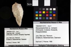 Foto (Objket + Etiketten) von Mesoparapylocheles sp. 